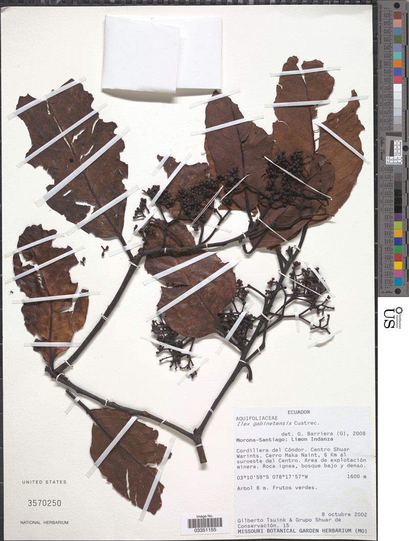 Ilex gabinetensis