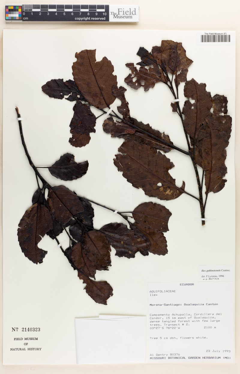 Ilex gabinetensis photo 2
