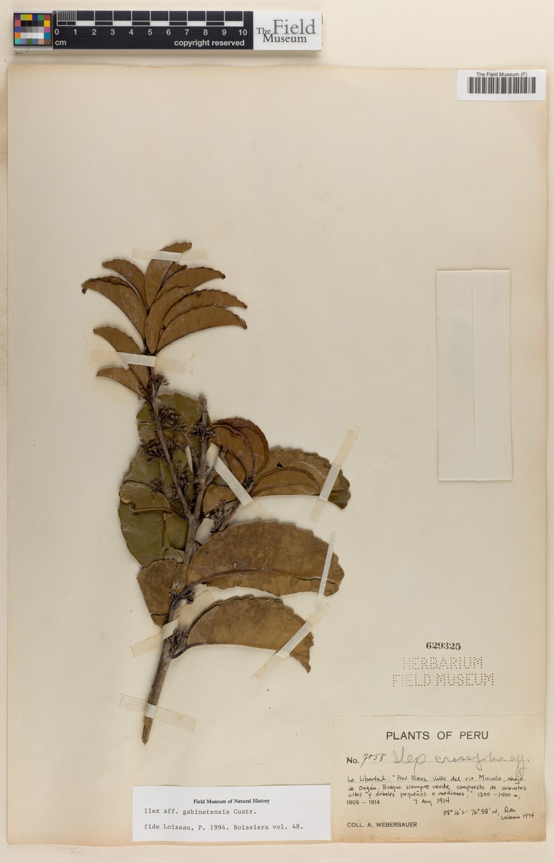 Ilex gabinetensis photo 3