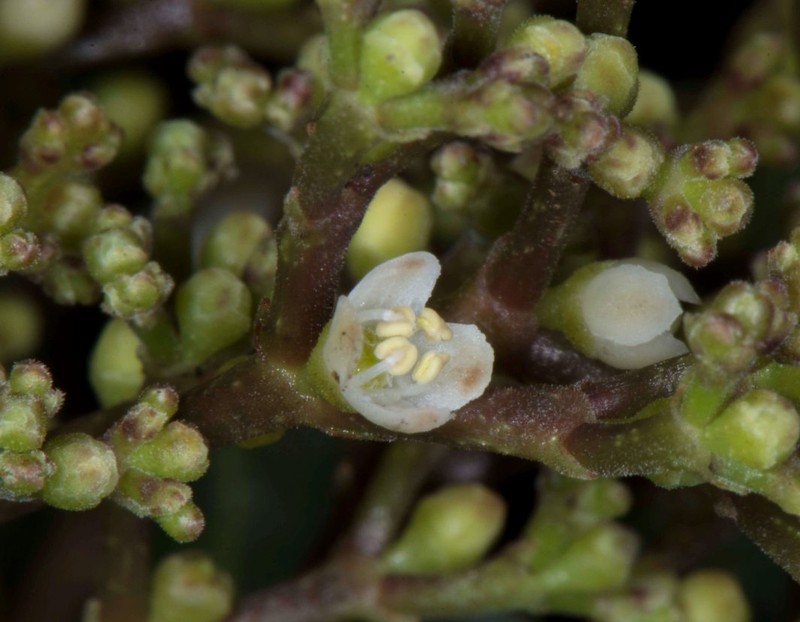 Ilex gabinetensis photo 4