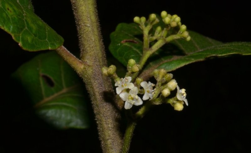 Ilex gabinetensis photo 5