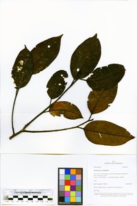 Ilex gabrielleana