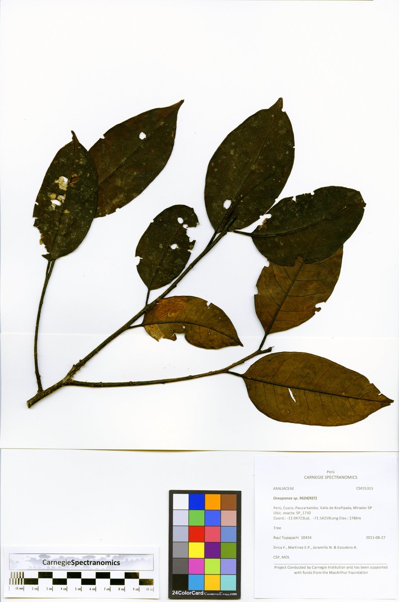 Ilex gabrielleana