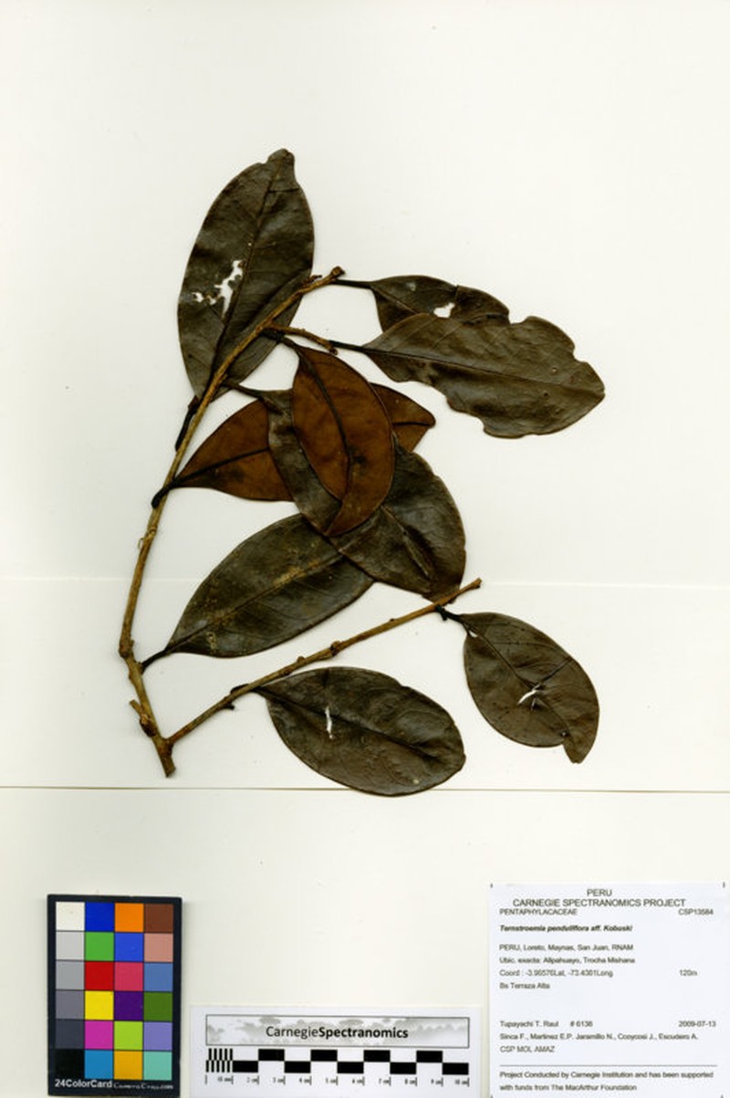 Ilex gabrielleana photo 2