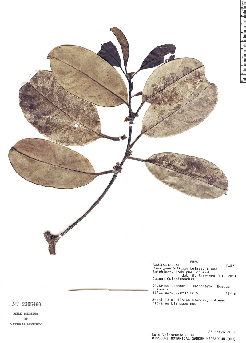 Ilex gabrielleana photo 3