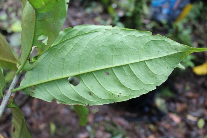 Ilex gabrielleana photo 5