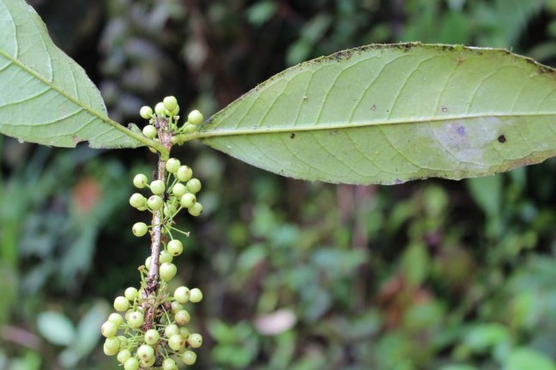 Ilex gabrielleana photo 6