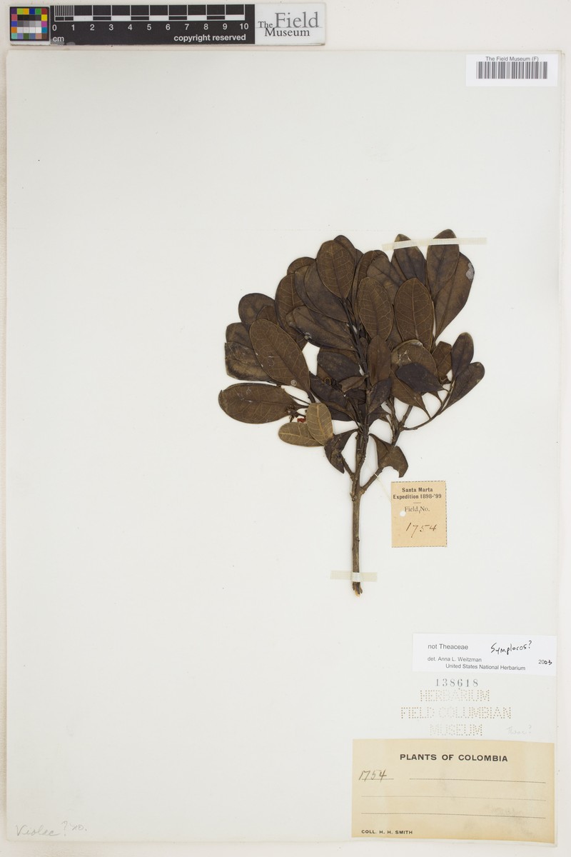 Ilex gale