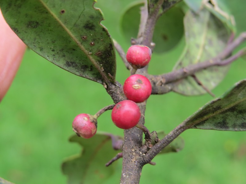 Ilex gardneriana