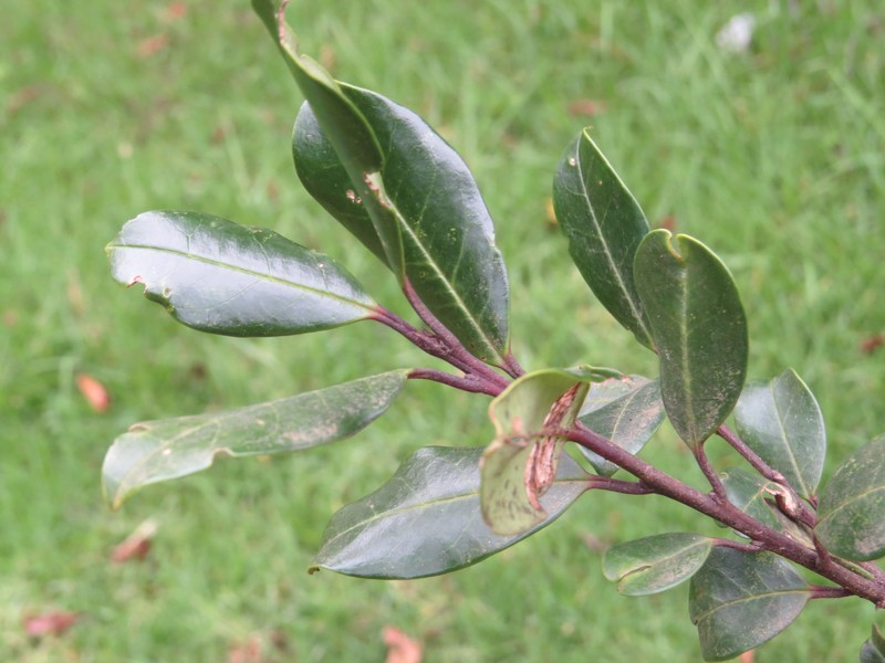 Ilex gardneriana photo 2