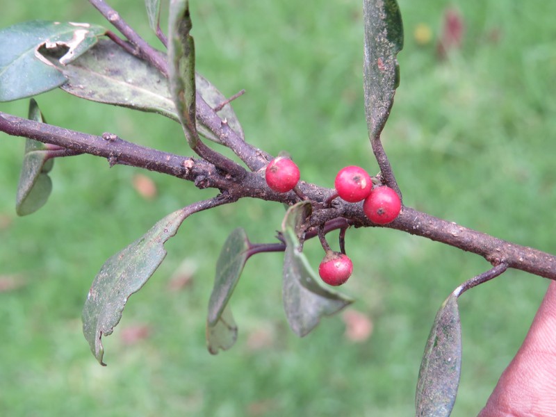 Ilex gardneriana photo 3