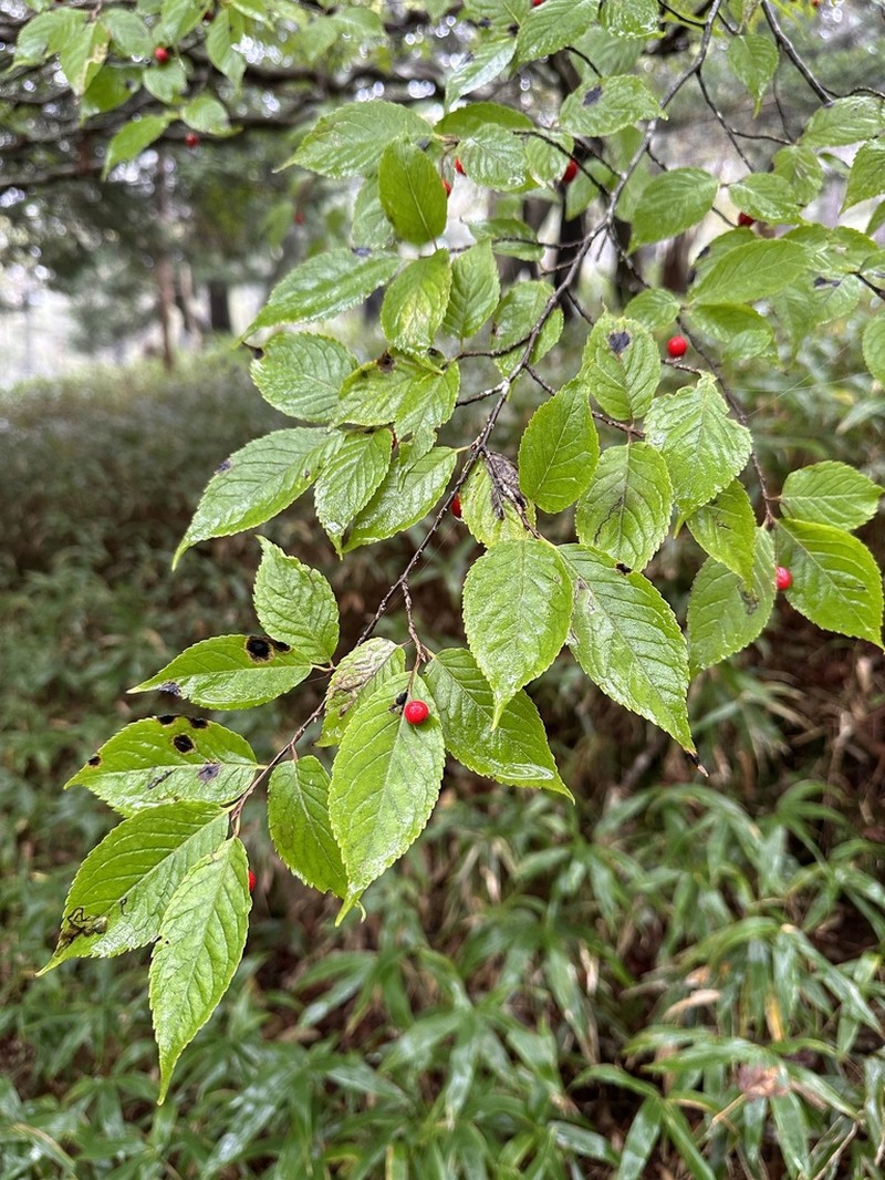 Ilex geniculata photo 2