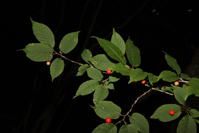 Ilex geniculata photo 3