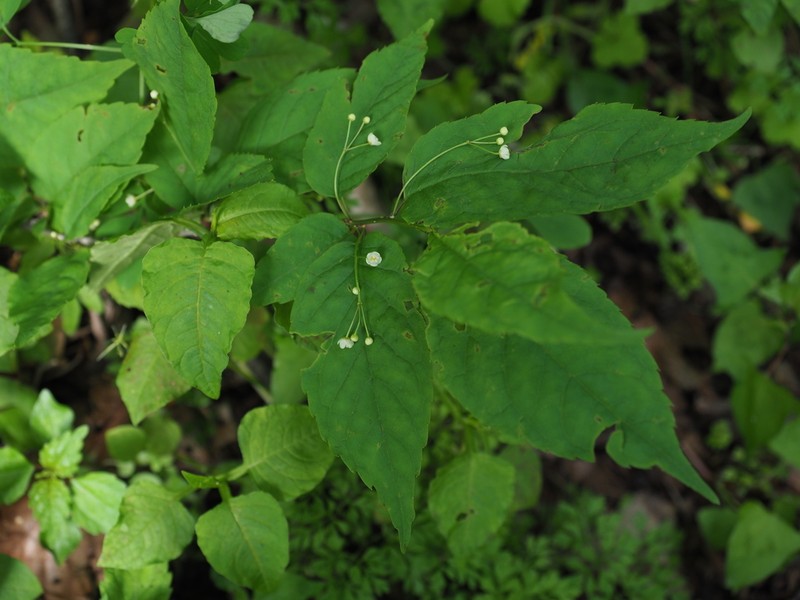 Ilex geniculata photo 4