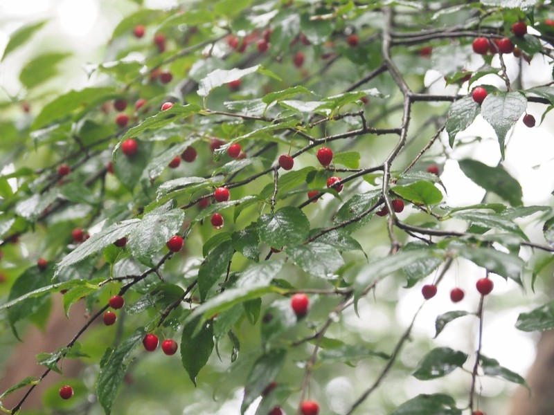 Ilex geniculata photo 5