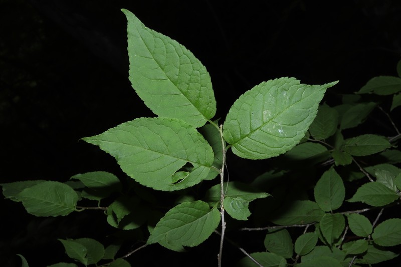 Ilex geniculata photo 6