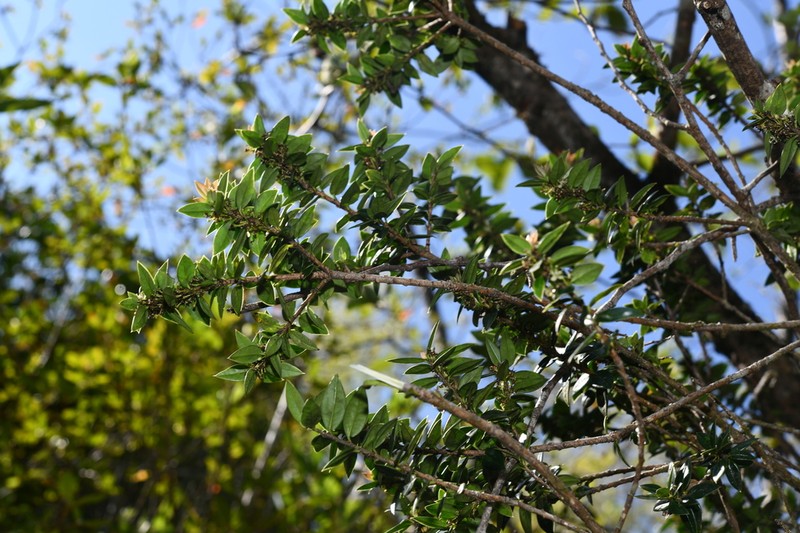 Ilex georgei