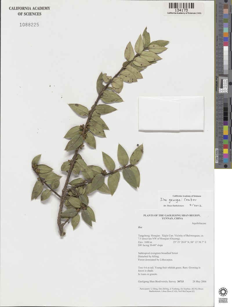 Ilex georgei photo 2
