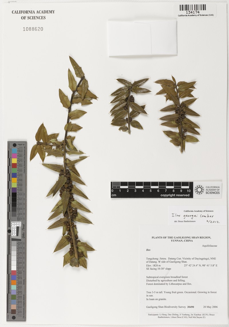 Ilex georgei photo 3