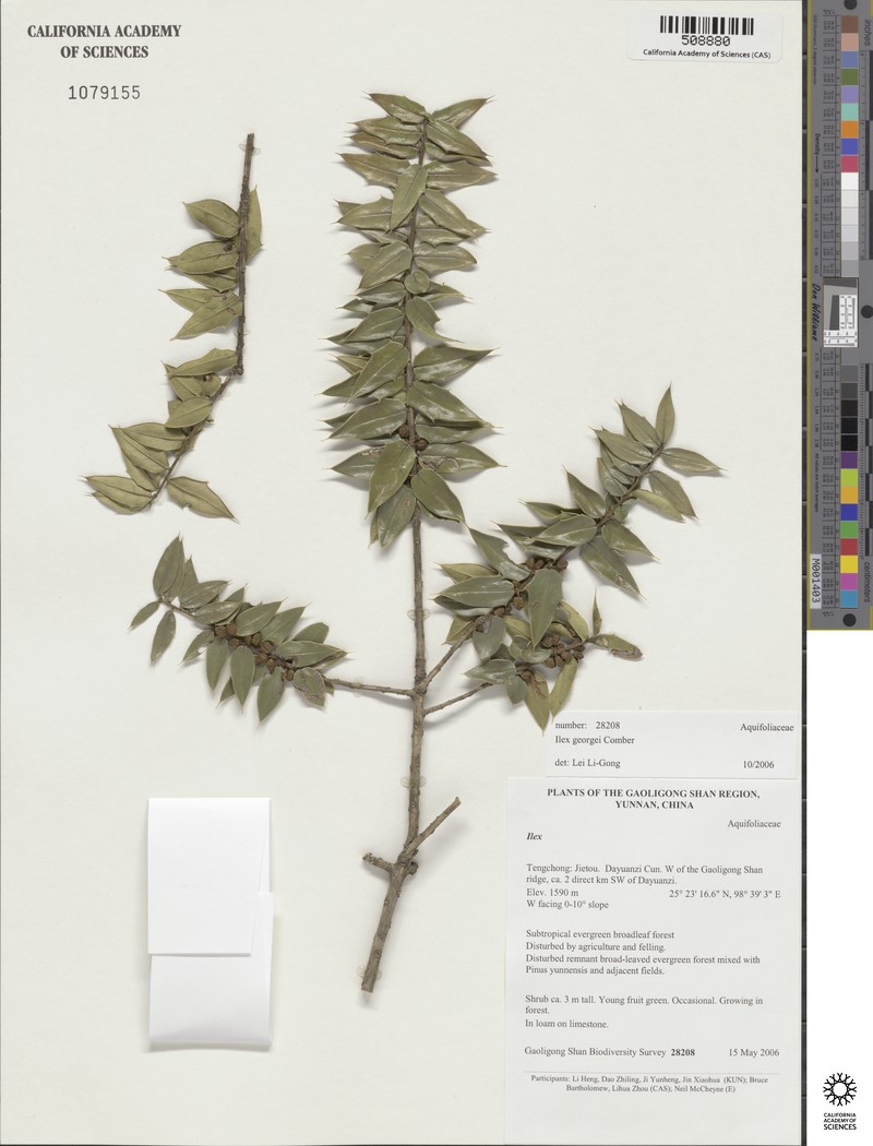 Ilex georgei photo 4
