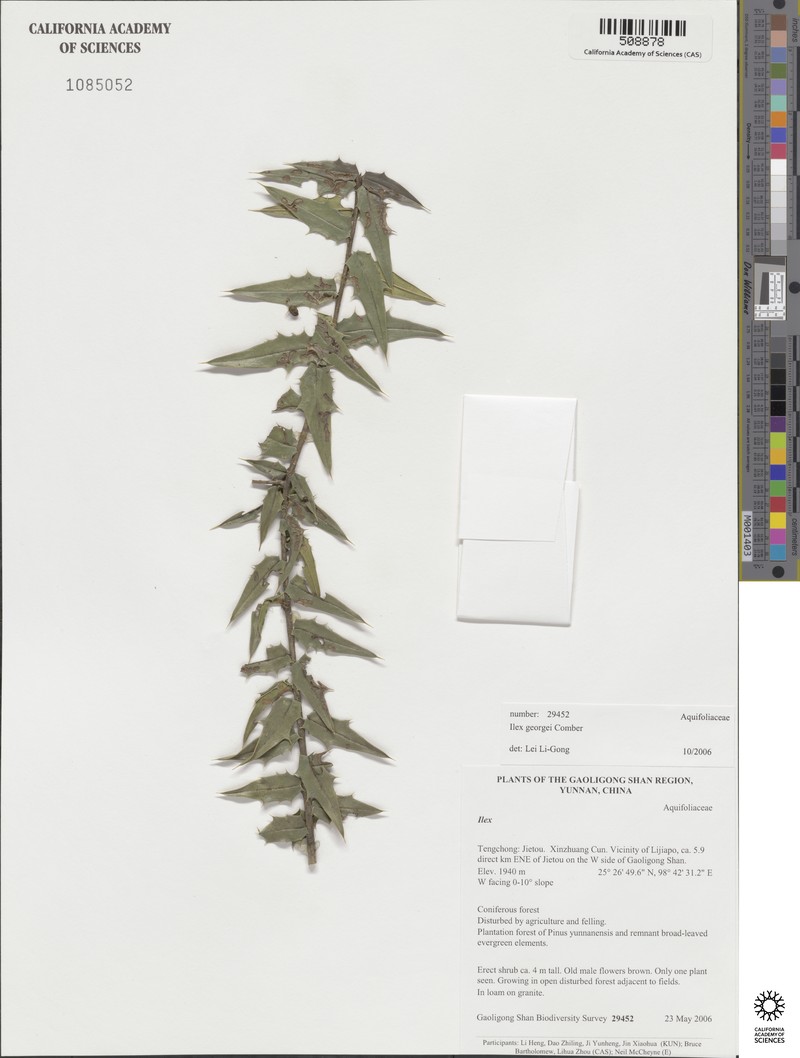 Ilex georgei photo 5
