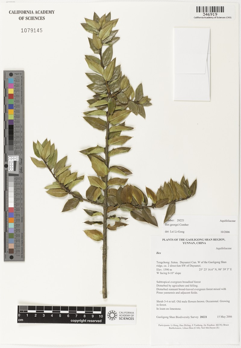 Ilex georgei photo 7