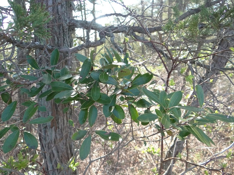 Inkberry
