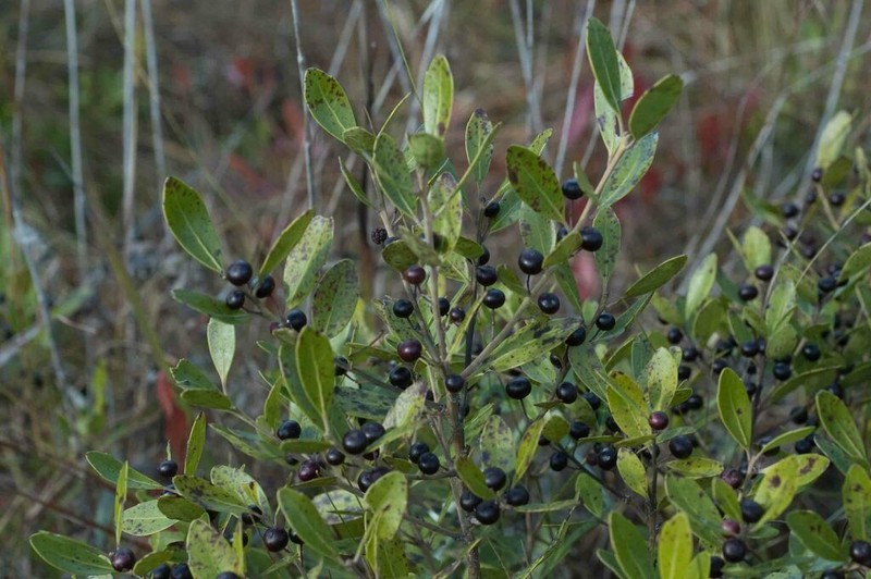 Inkberry photo 4