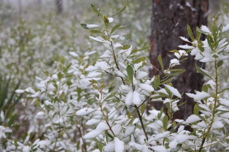 Inkberry photo 5