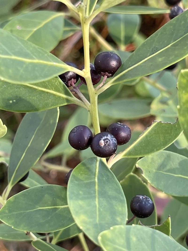 Inkberry photo 7