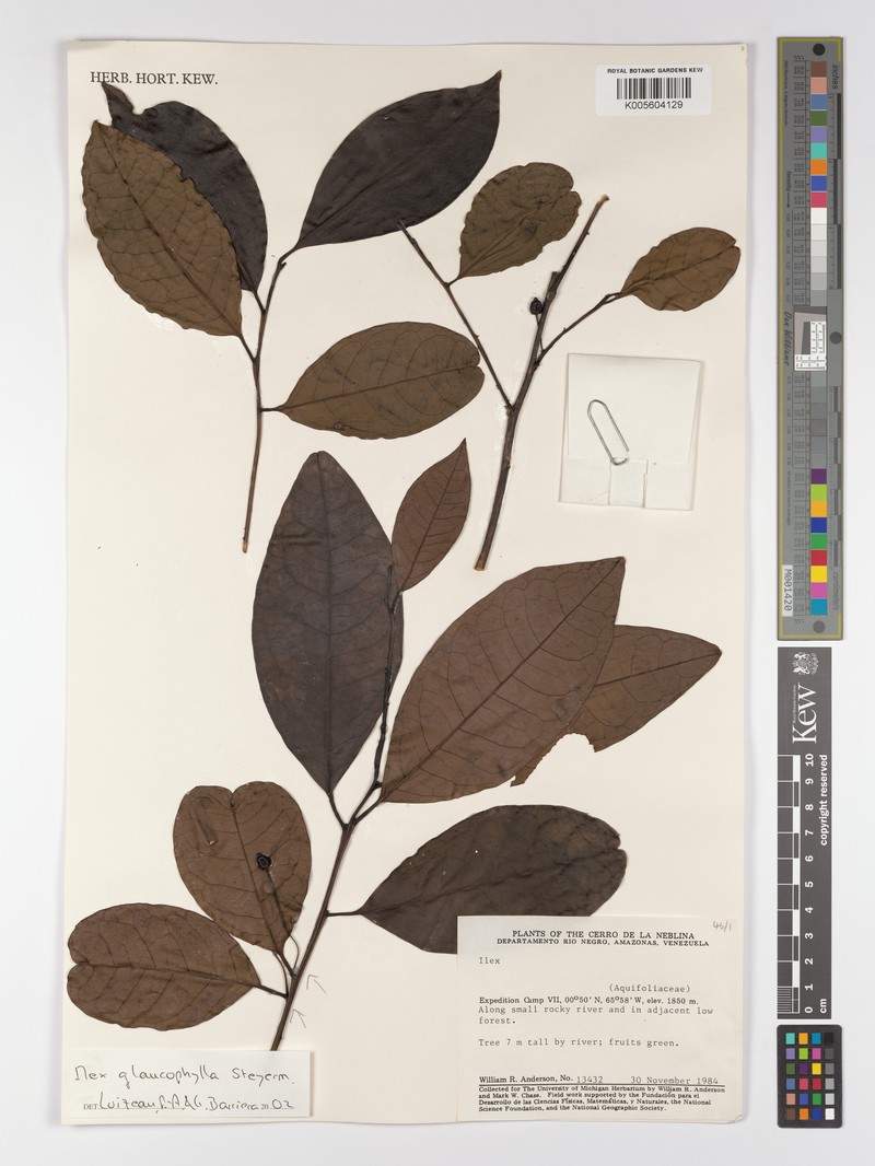 Ilex glaucophylla