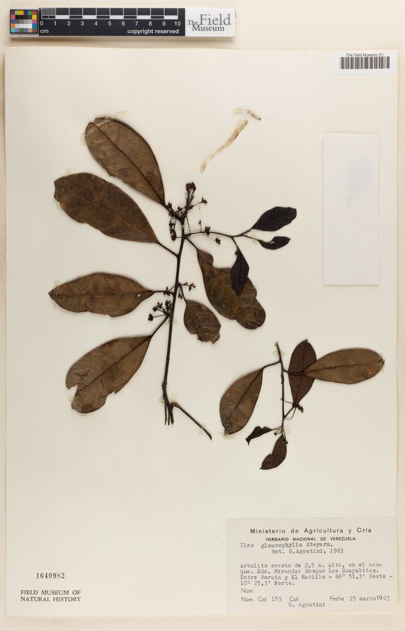 Ilex glaucophylla photo 2