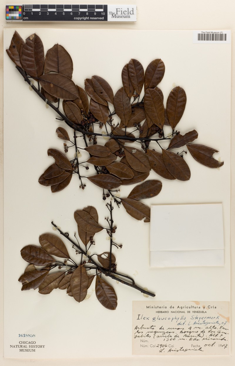 Ilex glaucophylla photo 3