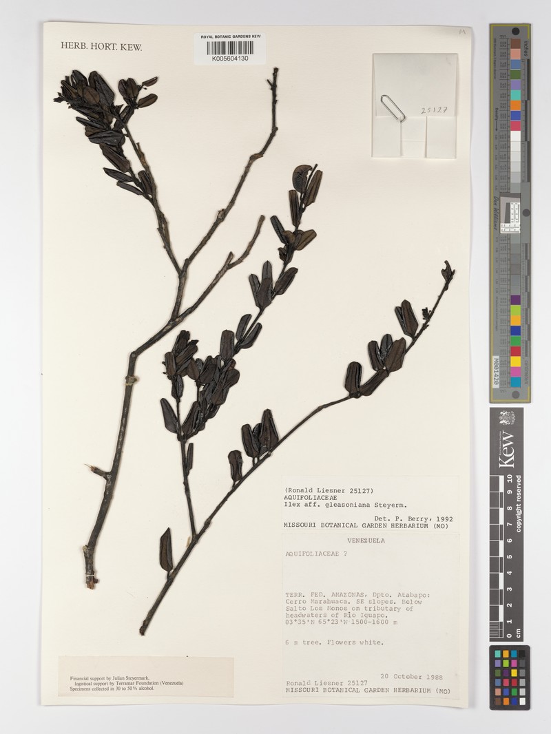 Ilex gleasoniana