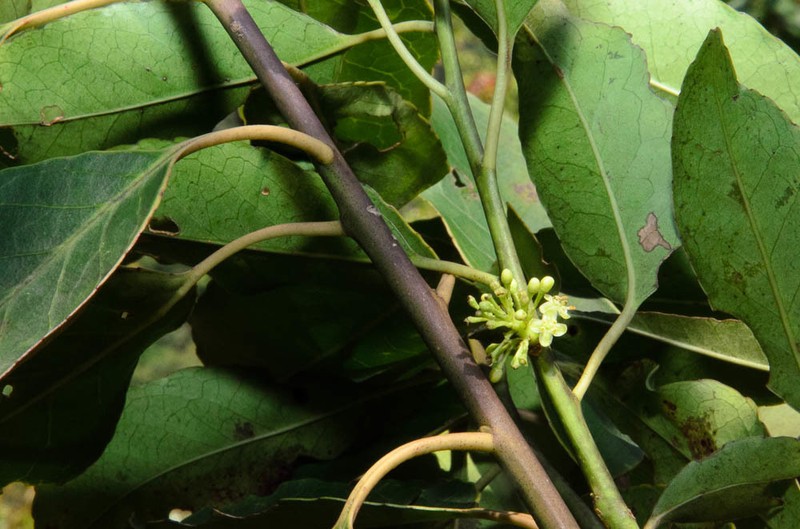 Ilex glomerata