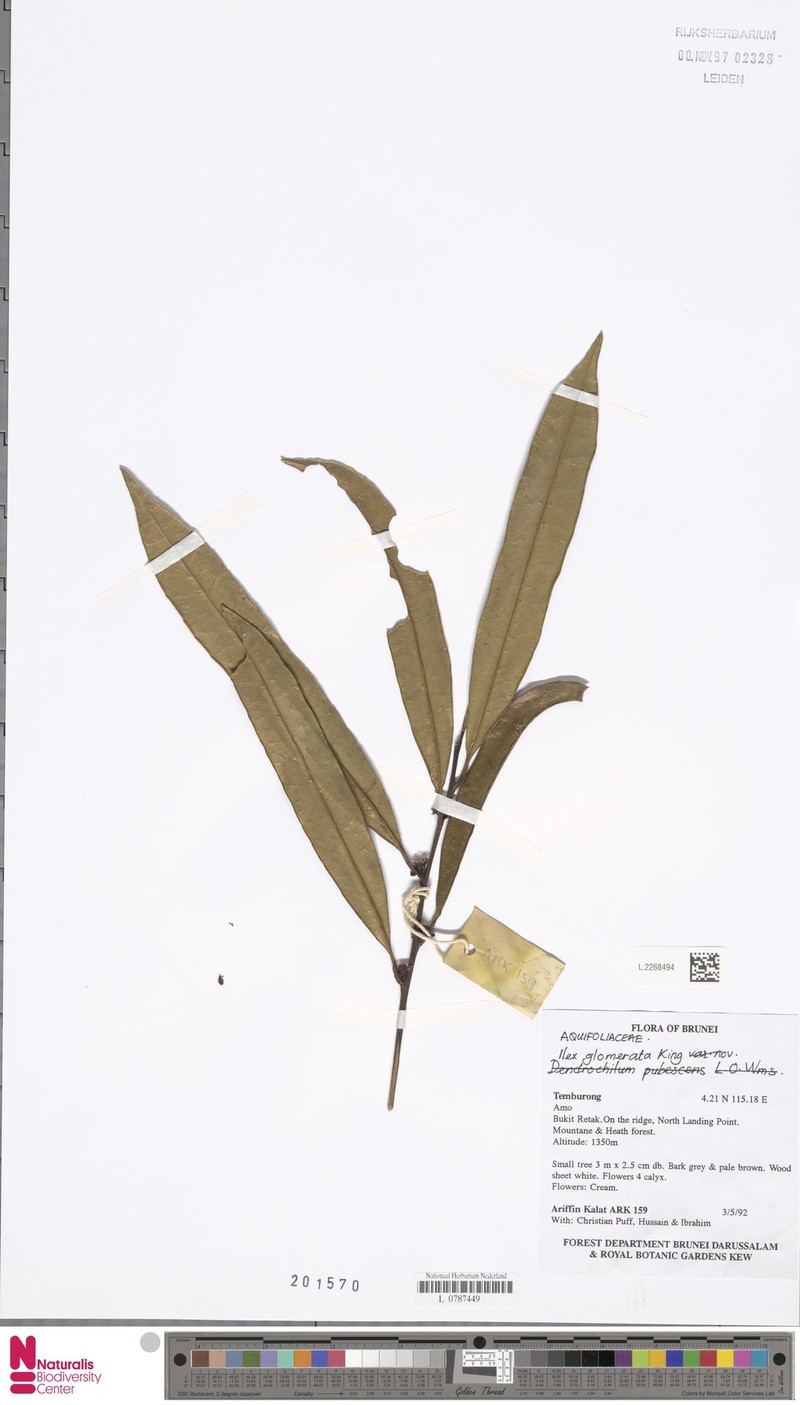 Ilex glomerata photo 2