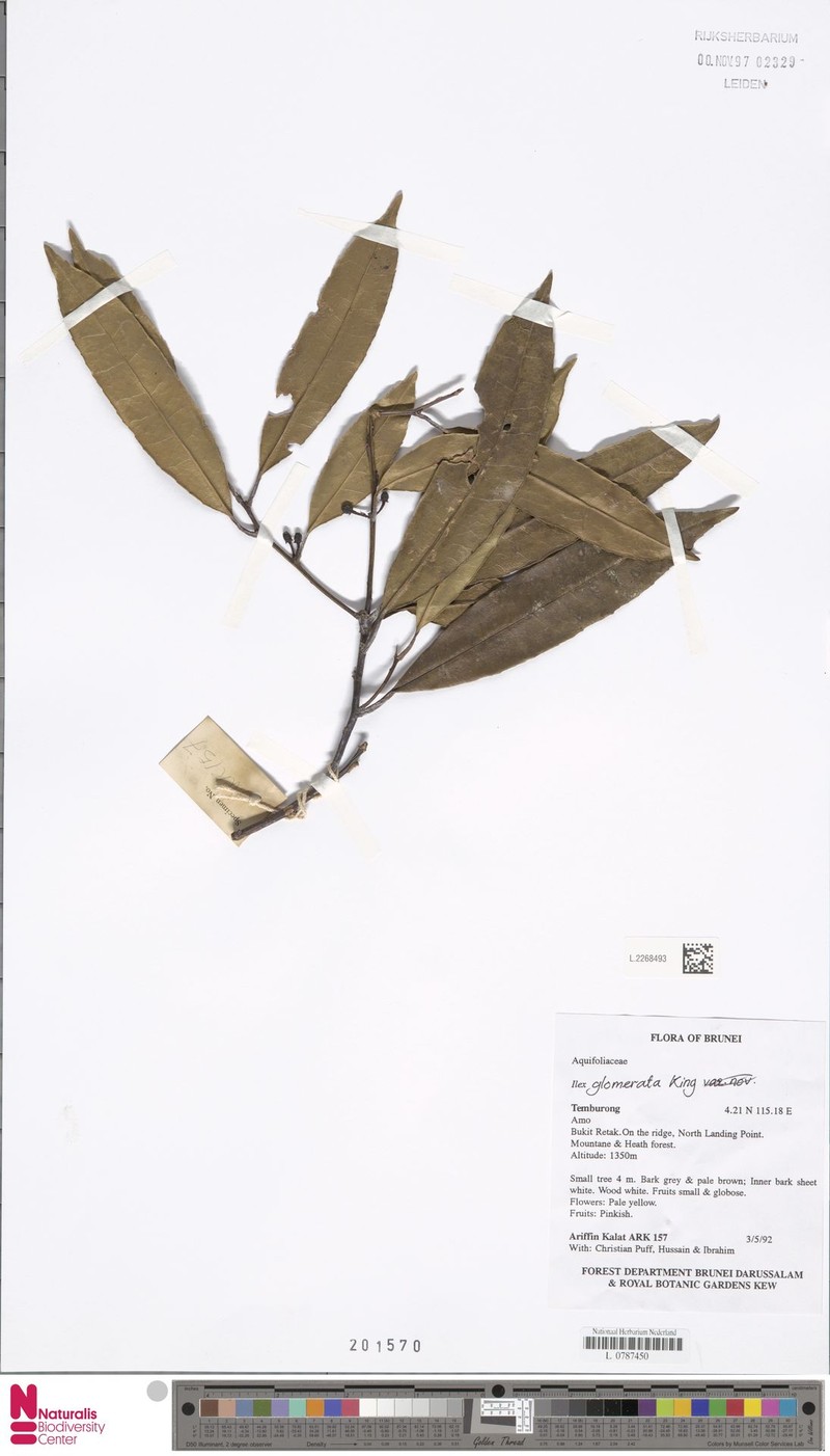Ilex glomerata photo 3