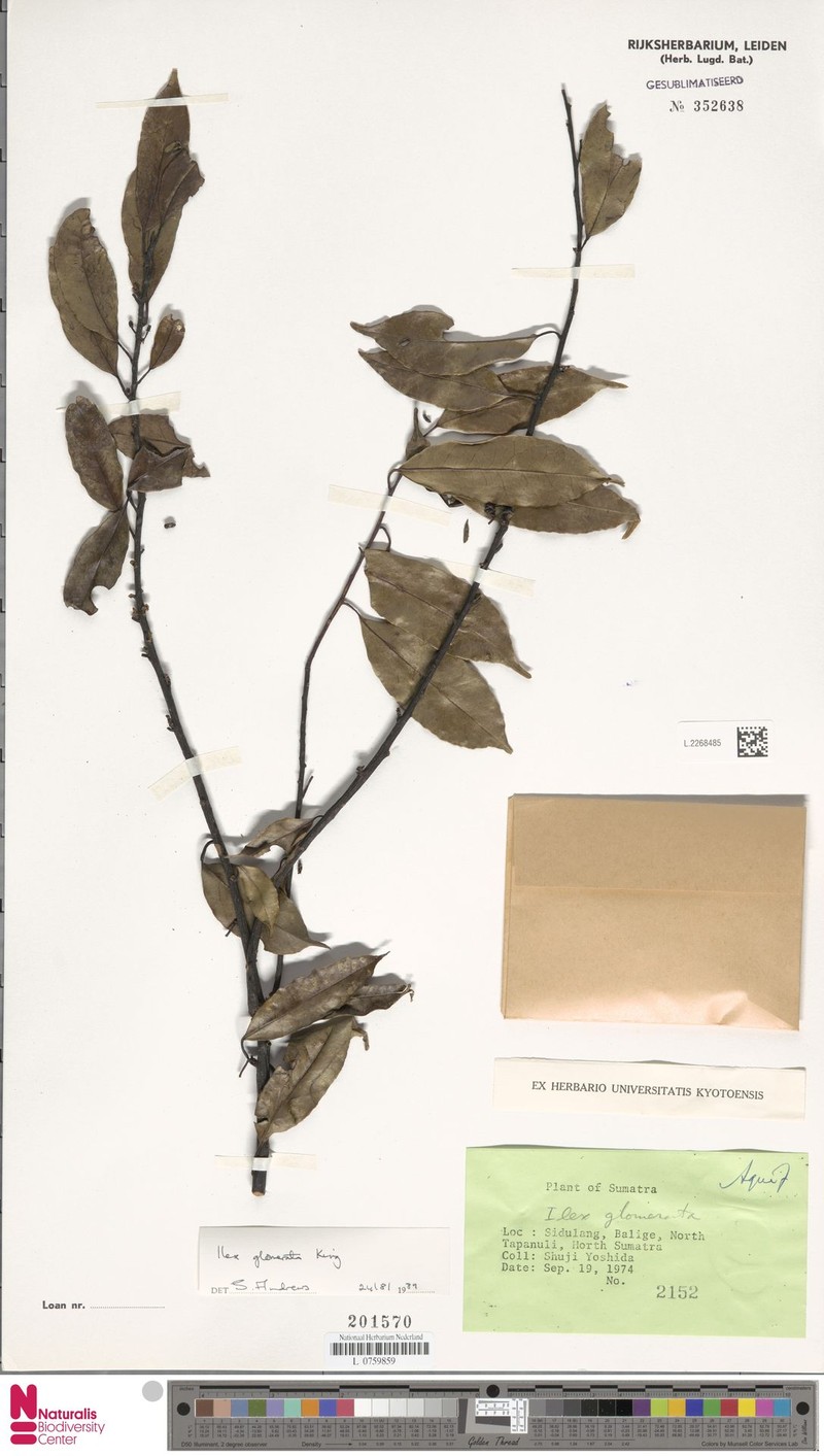 Ilex glomerata photo 4