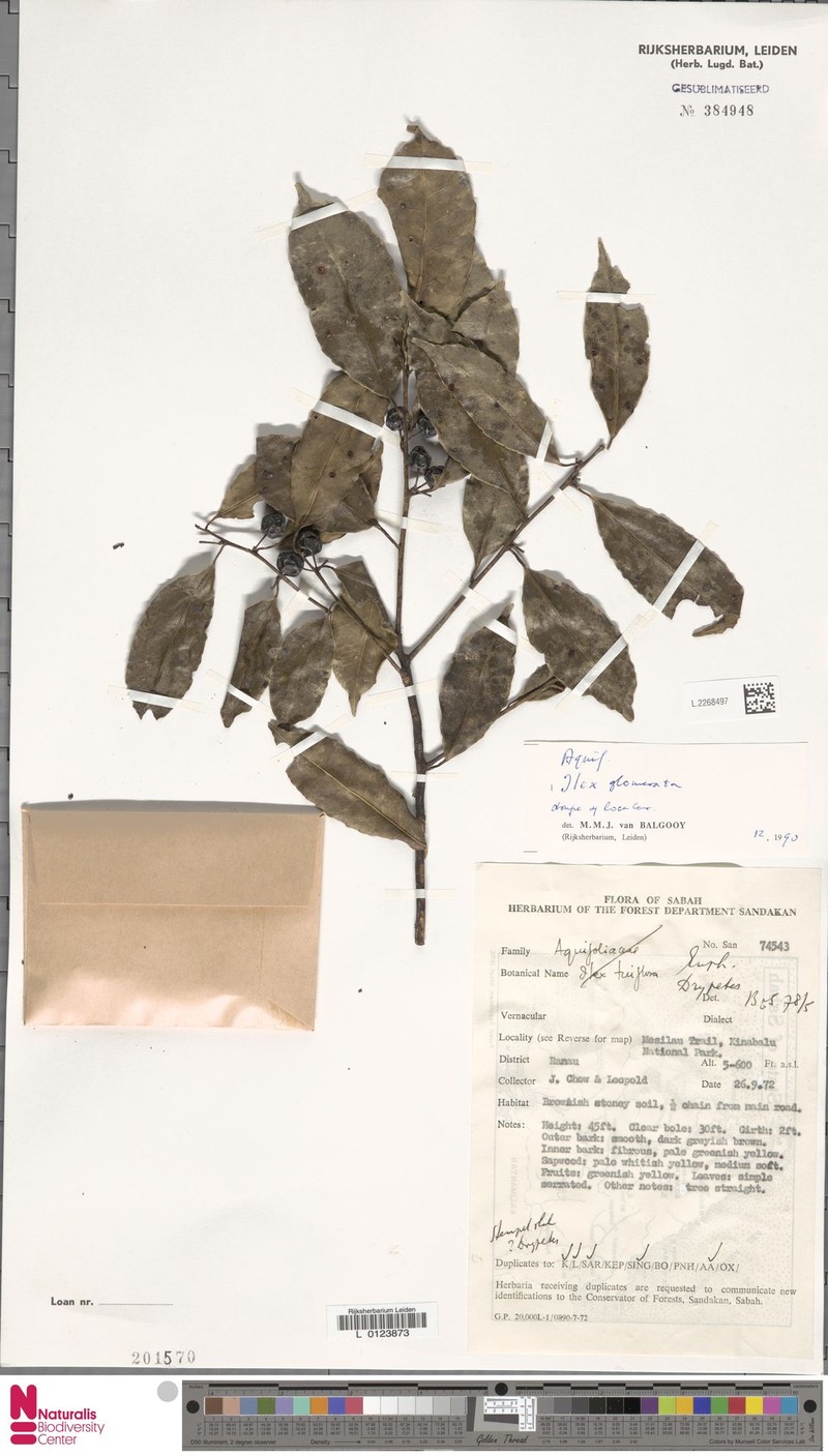 Ilex glomerata photo 5