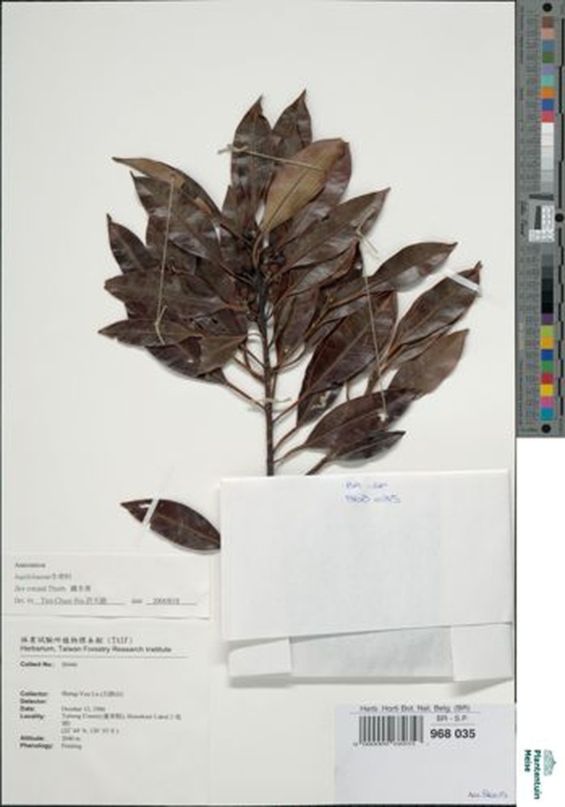 Ilex godajam
