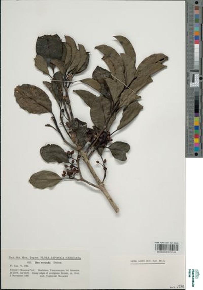 Ilex godajam photo 2