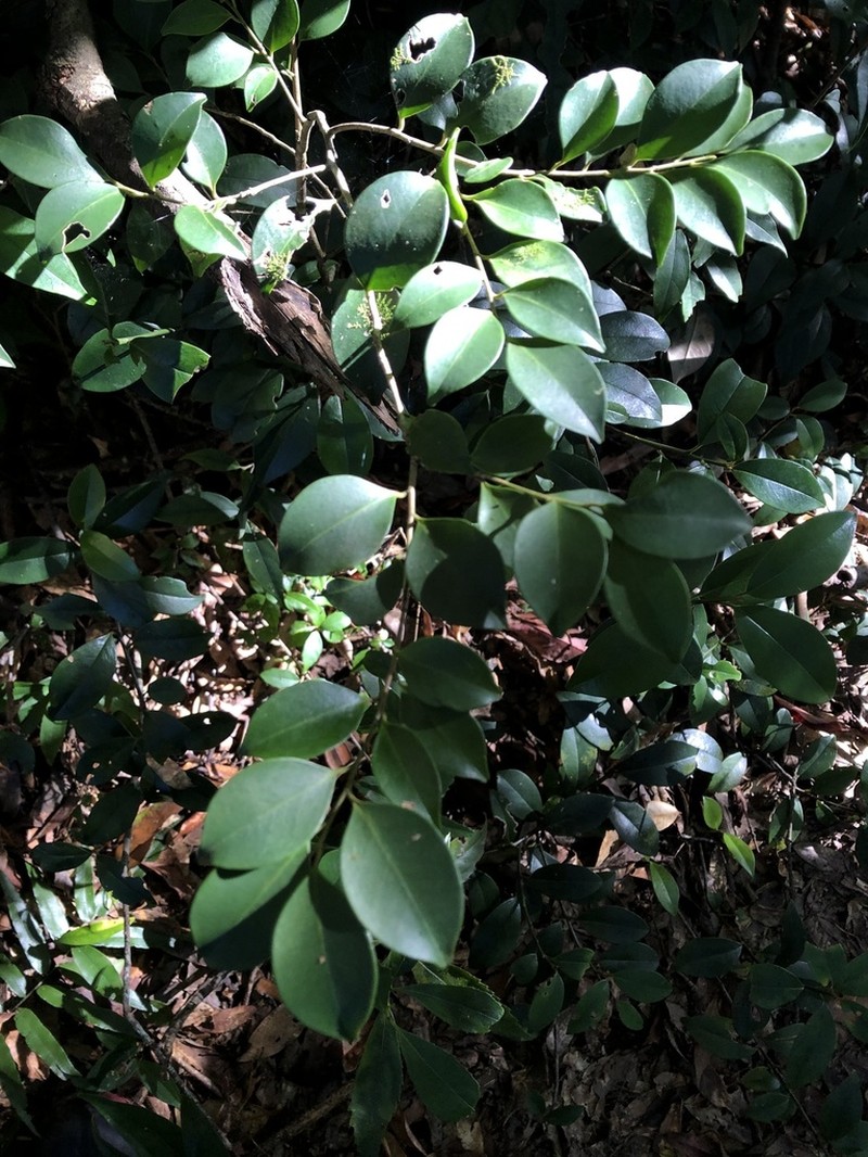 Ile goshiensis photo 2