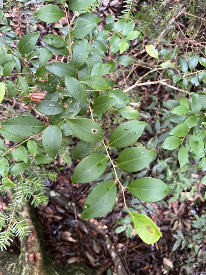 Ile goshiensis photo 3