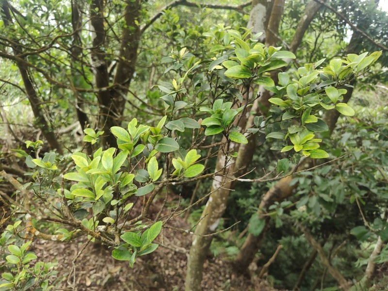 Ile goshiensis photo 4