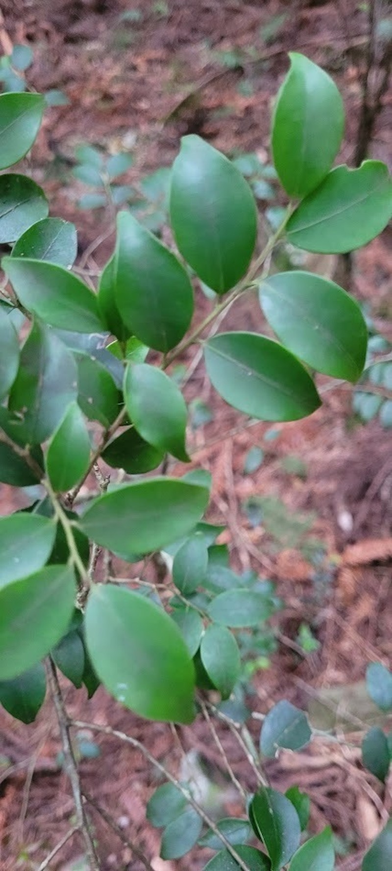 Ile goshiensis photo 8