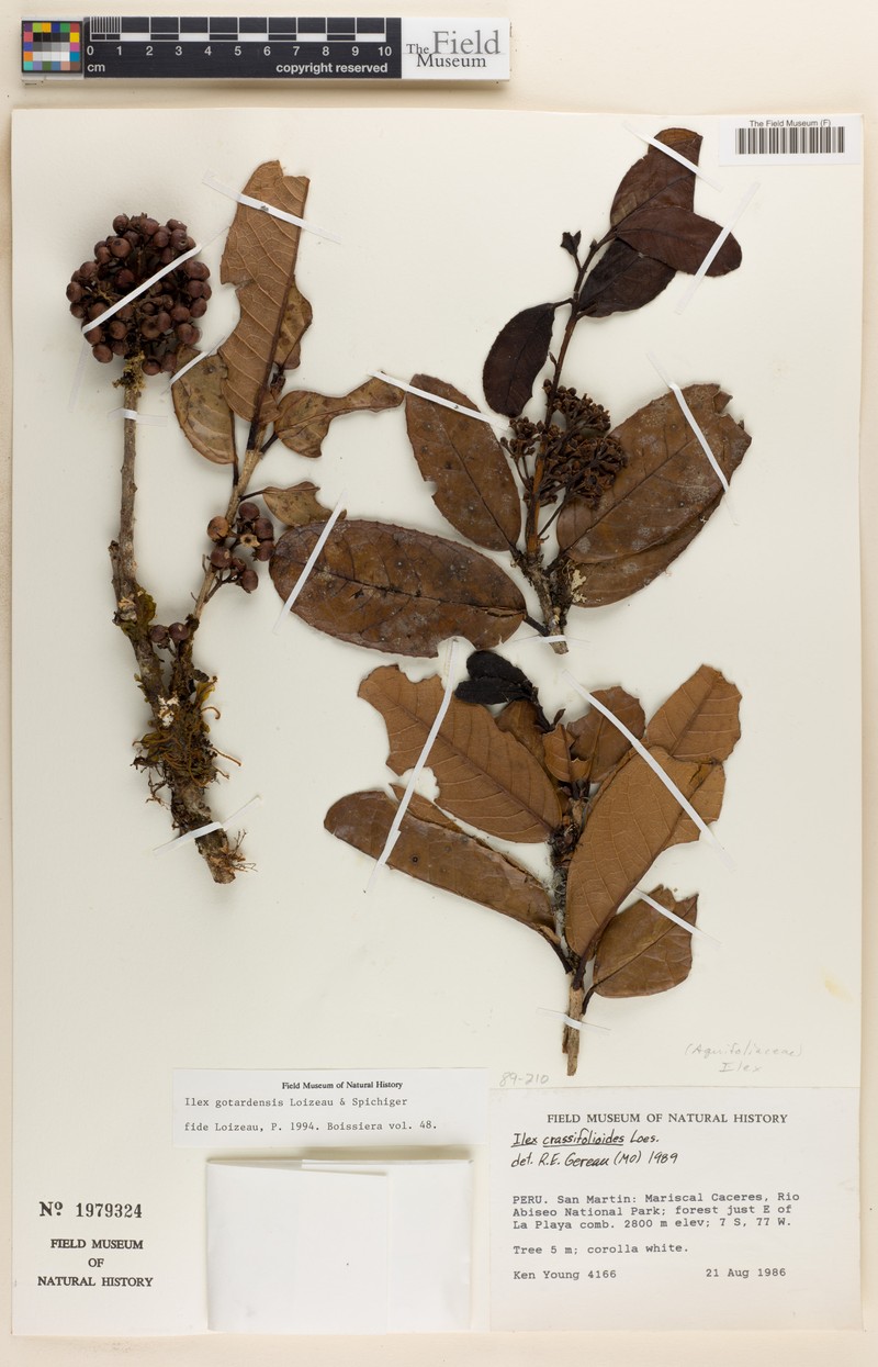 Ilex gotardensis