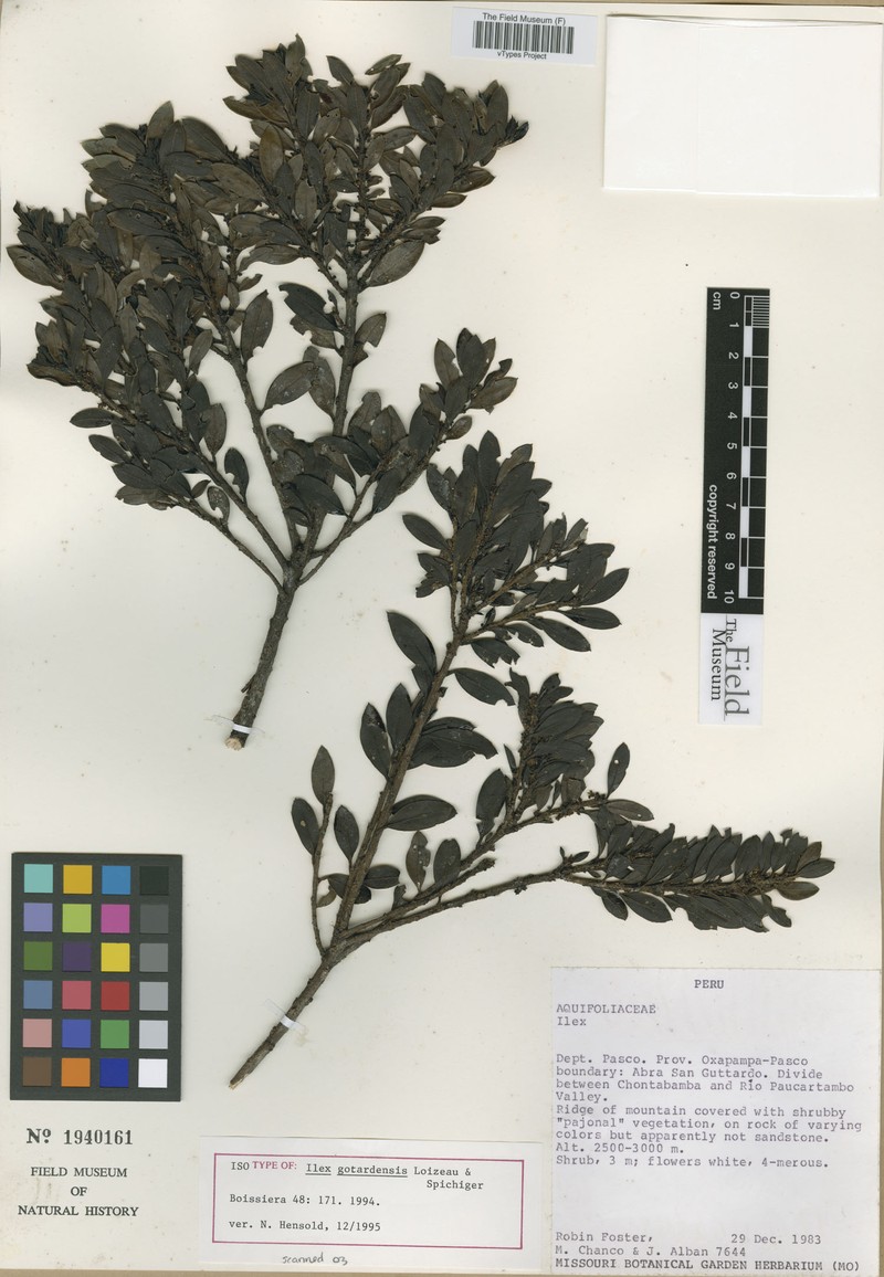 Ilex gotardensis photo 2