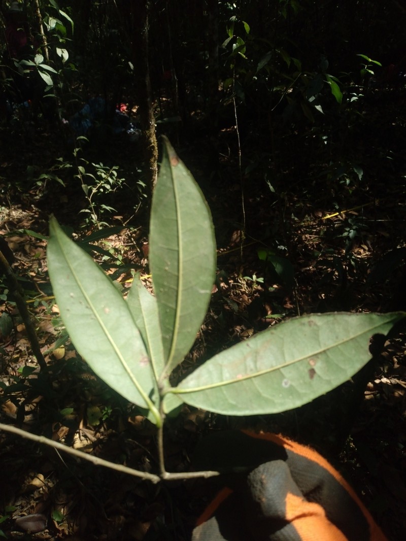 Ilex goudotii