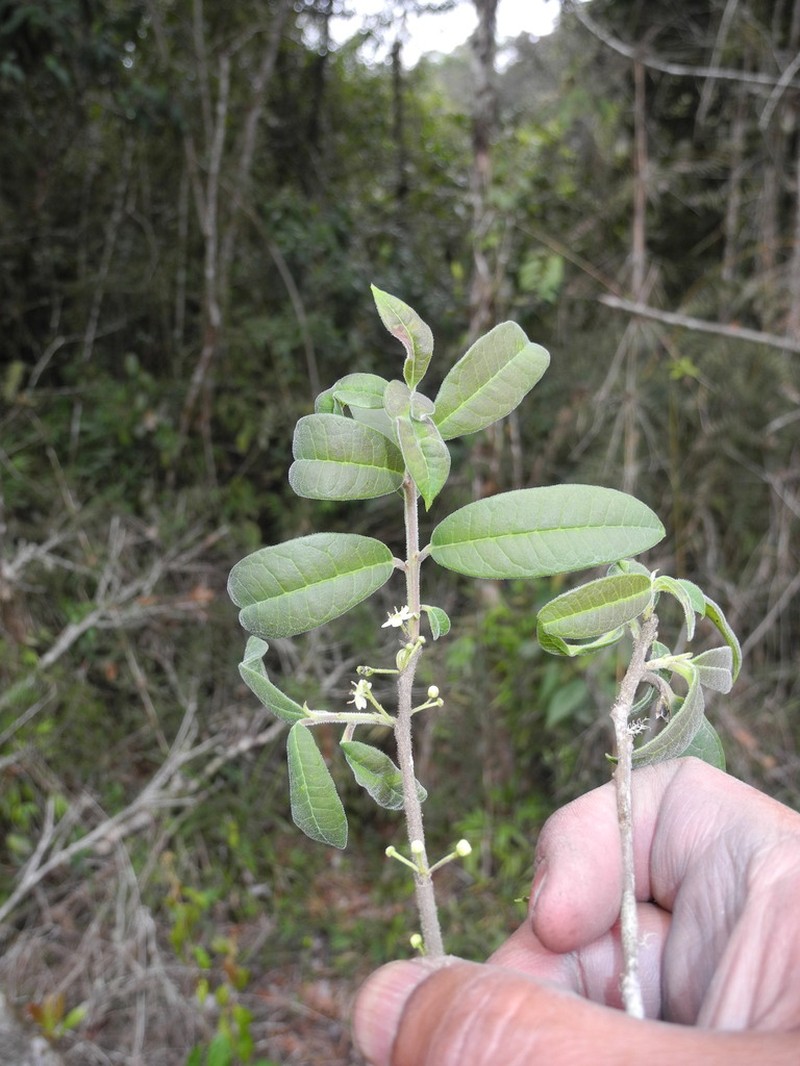 Ilex goudotii photo 2