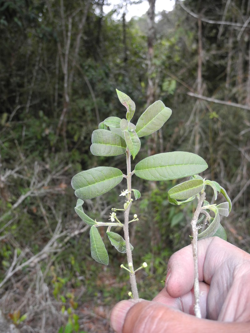 Ilex goudotii photo 3